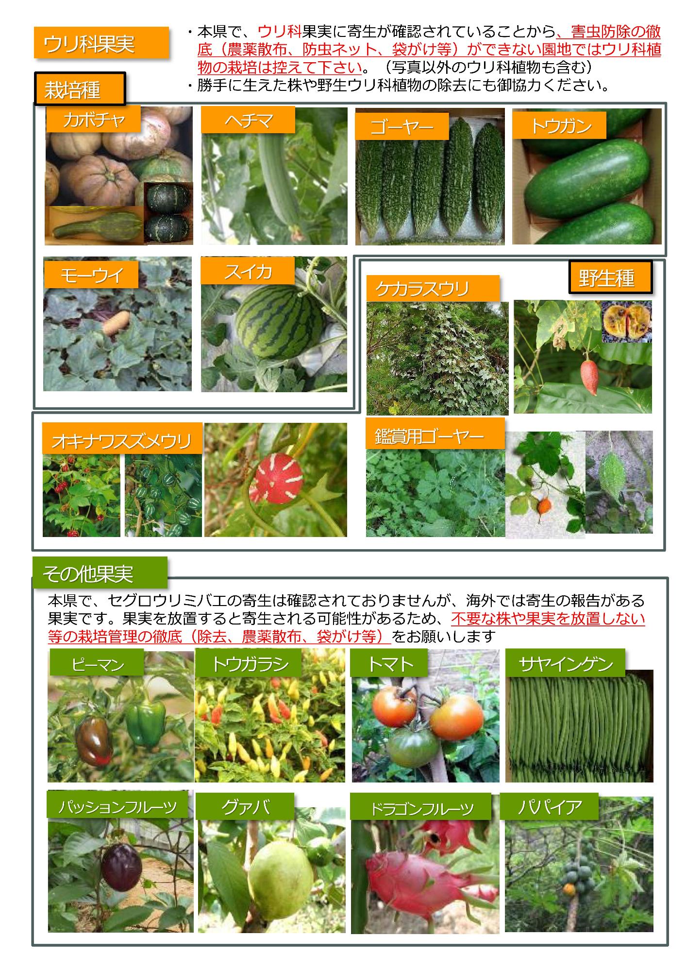 一般 苗販売・家庭菜園）向け周知2